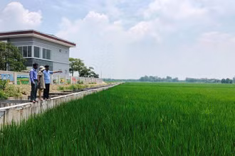 Khu vực trồng lúa hữu cơ của xã Đồng Phú, huyện Chương Mỹ.