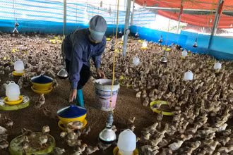 Dự án liên kết sản xuất, tiêu thụ gà thịt do Hợp tác xã Nhung Lũy triển khai ở Ba Bể được hỗ trợ 5 tỷ đồng nhưng chỉ liên kết sản xuất cho 17 hộ. Trong ảnh: Gà dự án chăn nuôi tập trung tại hợp tác xã. (Ảnh: TUẤN SƠN)