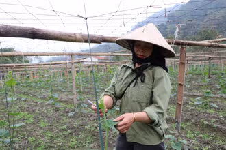 Người dân xã Yến Dương chăm sóc cây bí xanh thơm. 