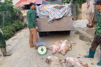 Thu gom lợn nhiễm dịch tả lợn châu Phi đem tiêu hủy tại thành phố Bắc Kạn (ảnh chụp thời điểm năm 2024). (Ảnh: THU TRANG)