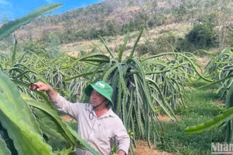 Nhờ xây dựng hạ tầng giao thông mà người dân xã Hàm Đức (huyện Hàm Thuận Bắc) có thể trồng thanh long ở vùng đất núi.