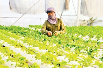Tập trung hoàn thành chỉ tiêu khó 