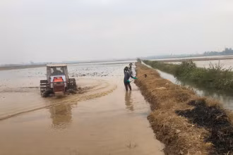 Bà con nông dân huyện Vụ Bản (Nam Định) làm đất chuẩn bị gieo cấy lúa vụ đông xuân 2024-2025. 