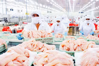 Chế biến cá tra tại doanh nghiệp IDI, Tập đoàn Sao Mai. (Ảnh LÊ HOÀNG VŨ) 