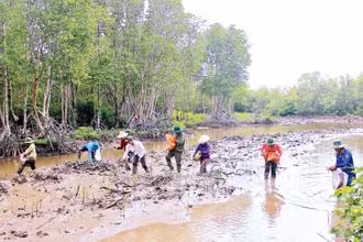 Trồng rừng ngập mặn ven biển Cà Mau góp phần bảo vệ môi trường sinh thái, giảm phát thải khí nhà kính. 