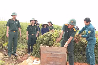 Cán bộ Công ty 72 (Binh đoàn 15) hướng dẫn người dân thu hoạch nông sản. 