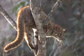Mèo đốm sẫm Prionailurus rubiginosus. Ảnh: iNaturalist