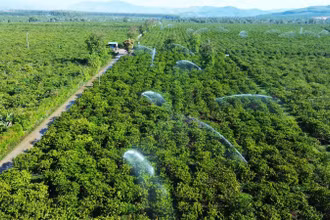Tưới cà-phê bằng phương pháp tiết kiệm nước tại cánh đồng mẫu ứng dụng công nghệ cao xã Đăk Mar, huyện Đăk Hà, tỉnh Kon Tum.