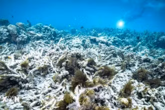 Rạn san hô Great Barrier ở Australia. (Ảnh: Kyodo/TTXVN)