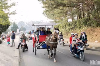 Dịch vụ xe ngựa tham quan quanh hồ Xuân Hương-Đà Lạt từng hấp dẫn du khách. 