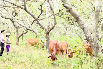 Chăn nuôi bò sinh sản là một trong những mô hình giúp các hộ dân thoát nghèo hiệu quả.