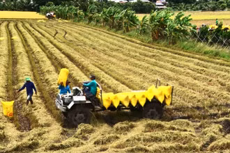 Thu hoạch lúa tại tỉnh An Giang.