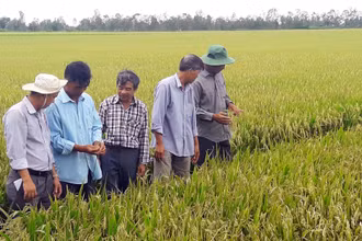 Cán bộ nông nghiệp phố biến kiến thức, kỹ thuật canh tác tiên tiên cho nông dân.