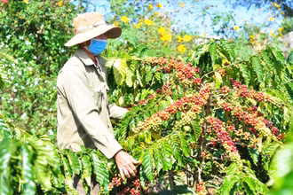Thu hoạch cà phê. Ảnh: Văn Bảo