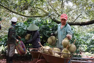 Thu hoạch sầu riêng. Ảnh: TTXVN