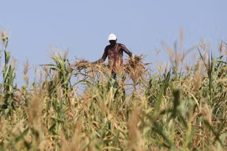 Một nông dân Kenya nhổ bỏ cánh đồng ngô bị thất thu do hạn hán, ở Kenya, ngày 16/2/2022. (Ảnh: REUTERS)