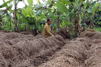 Sau khi rơm được ủ làm nấm rơm, người dân sẽ tận dụng để phủ gốc cây, tạo dinh dưỡng cho đất. (Ảnh: TTXVN)
