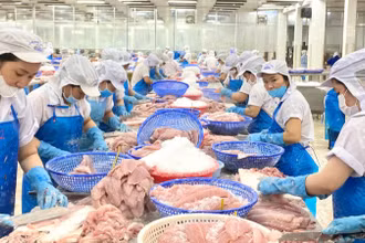 Chế biến cá tra xuất khẩu.