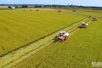 Bội thu trên cánh đồng lúa phát thải thấp tại Vĩnh Thạnh, Cần Thơ.