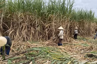  Thu hoạch mía tại huyện Sông Hinh, Phú Yên. Ảnh: TRÌNH KẾ.