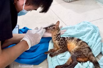 Cầy văn bắc được cứu hộ tại Vườn quốc gia Cúc Phương, Nình Bình.