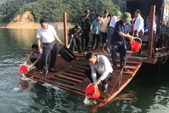 Thả bổ sung cá giống tại khu vực Cảng nước nghiêng, lòng hồ thủy điện Sơn La.