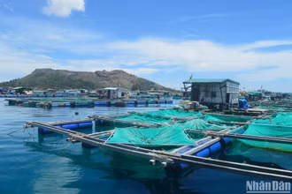 Nuôi lồng trên biển ven đảo Lý Sơn, tỉnh Quảng Ngãi.