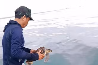 Ngư dân Lý Sơn thả cá thể rùa xanh quý hiếm về môi trường tự nhiên.
