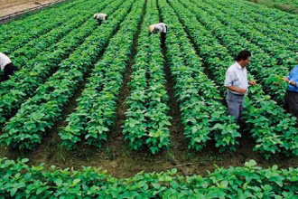 Phát triển kinh tế tập thể, hợp tác xã đang từng bước trở thành động lực phát triển kinh tế của các địa phương.