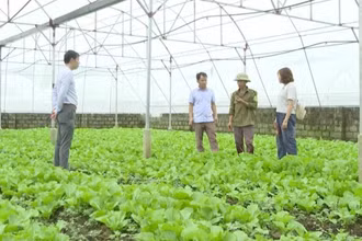 Mô hình trồng rau theo tiêu chuẩn VietGAP tại huyện Tam Đường, tỉnh Lai Châu.