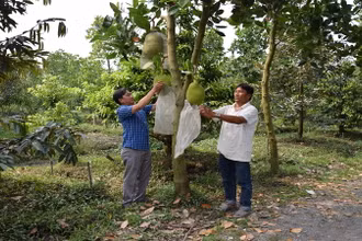 Nhiều loại cây ăn quả vùng đồng bằng sông Cửu Long đang bước vào giai đoạn thu hoạch chính. 