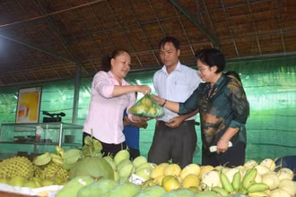 Quả xoài đang có nhiều cơ hội xuất khẩu vào thị trường Mỹ.