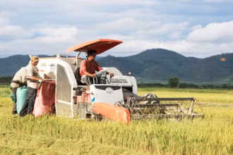 Việt Nam hiện vẫn đang đẩy mạnh sản xuất để ổn định nguồn cung lúa gạo. 