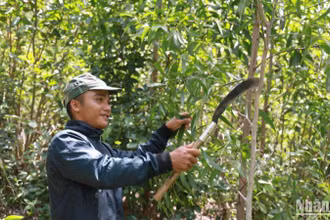 Anh La Lan Thanh ở thôn Phú Lợi, xã Phú Mỡ, huyện Đồng Xuân vui mừng được nhận đất trồng 3ha keo phát triển tốt