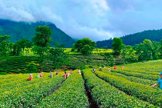 Tân Uyên được xem là thủ phủ của cây chè Lai Châu.