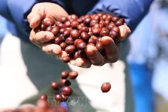 Cà-phê đặc sản của trang trại Aeroco Coffee, thành phố Buôn Ma Thuật, tỉnh Đắk Lắk. (Ảnh: Tuấn Anh-TTXVN)