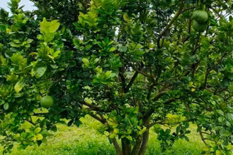 Vườn bưởi của hộ ông Mai Xuân Thìn, xã Đắk Ru, huyện Đắk R’lấp, tỉnh Đắk Nông vừa được cấp mã số vùng trồng xuất khẩu sang Mỹ.