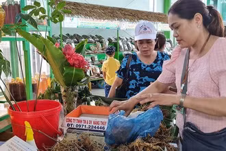 Sâm Ngọc Linh trưng bày tại Lễ hội.