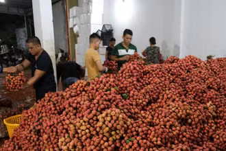 Quả vải đang được đẩy mạnh xuất khẩu vào thị trường Mỹ.