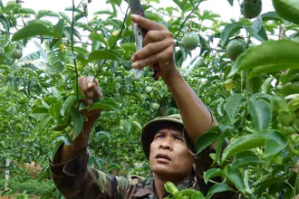 Người dân bản Phiêng Cài, xã Lóng Sập, huyện Mộc Châu (Sơn La) chăm sóc cây chanh leo. (Ảnh Quốc Tuấn)