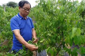 Tiến sĩ Phạm Hữu Nhượng bên vườn sacha inchi, trồng thử nghiệm tại Trung tâm Công nghệ sinh học Thành phố Hồ Chí Minh, quận 12.