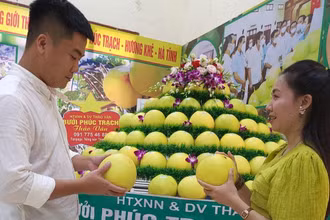 Bưởi Phúc Trạch được coi là đệ nhất danh quả được người tiêu dùng ưa chuộng bởi chất lượng sản phẩm và giá trị dinh dưỡng.