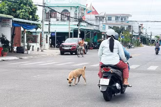 Chó thả rông nơi công cộng gây nguy hiểm cho cộng đồng. (Ảnh: Báo Nhân Dân)