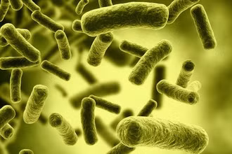 Clostridium botulinum (C.botulinum) là một vi khuẩn hình que, gram dương, sống kỵ khí tuyệt đối, sinh bào tử, gây bệnh bằng ngoại độc tố.