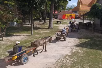 Đoàn xe thổ mộ chở hàng thuê ở vùng Bảy Núi, tỉnh An Giang.