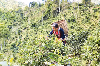 Người dân thôn Phìn Hồ, xã Thông Nguyên, huyện Hoàng Su Phì thu hái chè Shan tuyết cổ thụ.