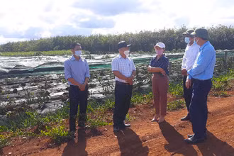 Cán bộ Sở Khoa học và Công nghệ tỉnh Quảng Trị thăm CDM Farm. (Ảnh: CDM Farm)