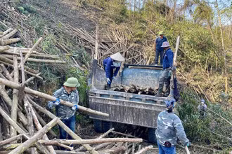 Các chủ rừng của tỉnh Quảng Ninh tận thu cây rừng bị gãy, đổ, phục hồi sản xuất. (Ảnh MINH HÀ)