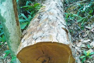 Cây gỗ tự nhiên trong lâm phận rừng phòng hộ Quảng Ninh bị khai thác trái phép. 