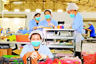Sơ chế rau quả xuất khẩu tại Công ty TNHH sản xuất thương mại nông sản Phong Thúy, tỉnh Lâm Đồng. (Ảnh ANH TUẤN)